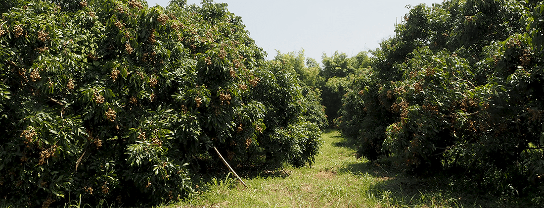 OurFarms_Longan3